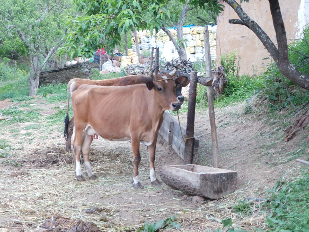 Visiting a local farm family04